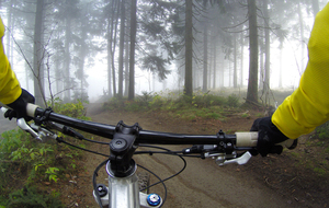 Des sangliers en Grésigne