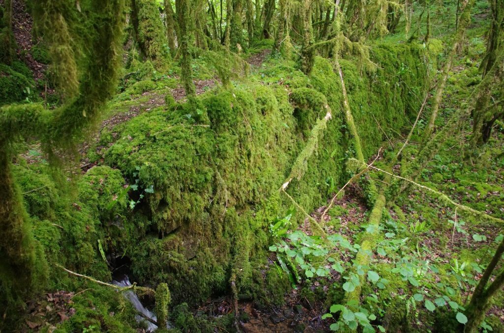 CLUB - Rando des moulins - VAOUR